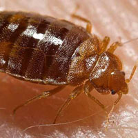 Запах для клопов — не главное