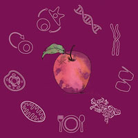 Лекарства от старения, и где они обитают