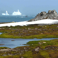 Лишайники Ледяного континента