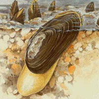 Паразит-благодетель