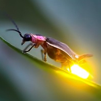 Зеленые и желтые огни светлячков