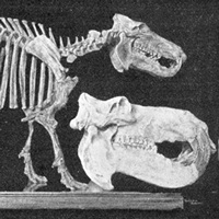 Hippopotamus madagascariensis