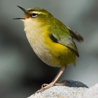 Скалистый новозеландский крапивник