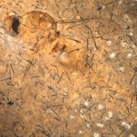 Муха-шаровка Archocyrtus kovalevi