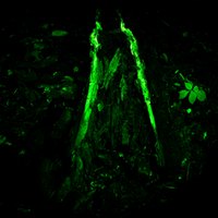 Биолюминесценция осенних опят