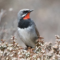 Черногрудая красношейка