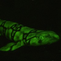 Флуоресцирующая акула