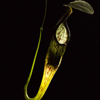 Гладконос и непентес