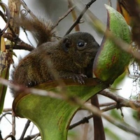 Тупайя на горшке
