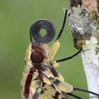 Бражник Amphimoea walkeri