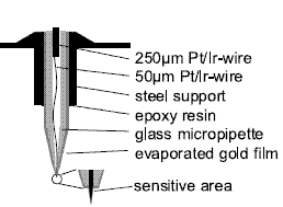 Симбиоз сканирующего туннельного микроскопа и термодатчика позволяет исследовать лучистую передачу тепла в непосредственной близи от поверхности (изображение с сайта physik.uni-oldenburg.de)