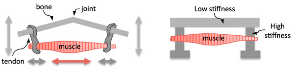 Рис. 1. Конструкция шагающего биомеханизма