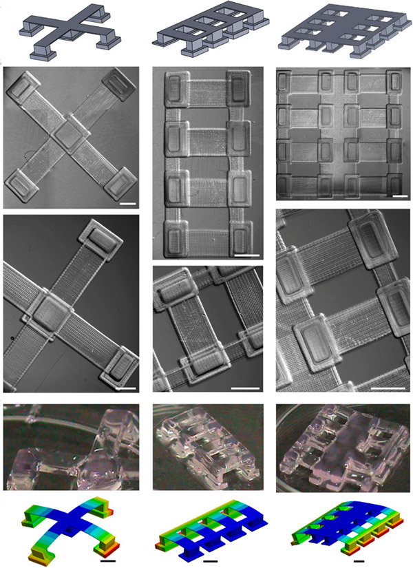 Рис. 3. «Многоножки» на основе соединения нескольких шагающих модулей