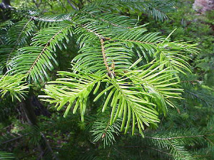 Если бы пихта Abies grandis умела вырабатывать ферменты, которые удалось получить экспериментаторам, ее смола была бы, возможно, еще ароматнее (фото с сайта cwnp.org)