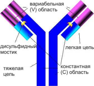 Схема строения антитела. Антитело состоит из четырех белковых молекул — двух больших, или «тяжелых» цепей и двух маленьких («легких»). Вариабельная область отвечает за связывание антигена, именно в нее вносятся изменения при соматическом гипермутировании. Рис. с сайта www.jdaross.cwc.net