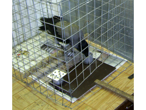 Ворона успешно пересчитывает точки в кормушках и выбирает нужную. Фото А. А. Смирновой, передано авторами обсуждаемой статьи в Behaviour