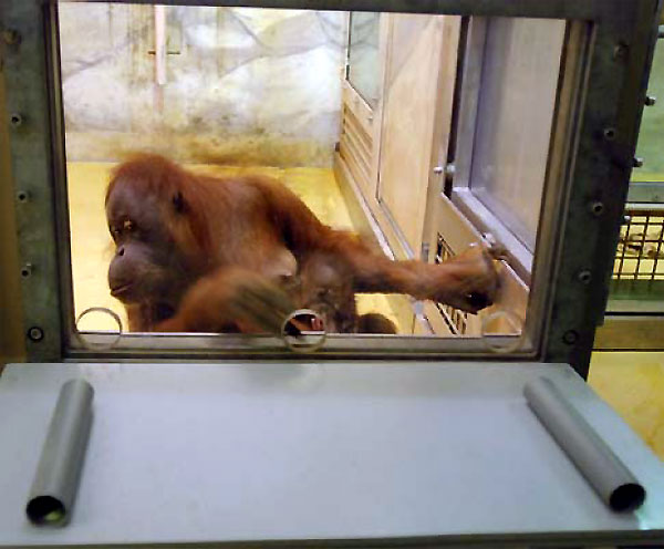 Дизайн эксперимента: перед тем как сделать ответственный выбор, самка орангутана проверяет, в какой из двух трубок лежит угощение. Фото из обсуждаемой статьи в Animal Cognition