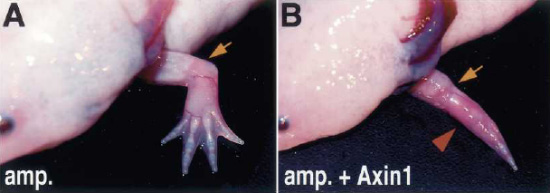 Нормально регенирировавшая после ампутации конечность аксолотля (А) и недоразвитая конечность у особи, которой был введен Axin1 — ингибитор Wnt-каскада. Фото из статьи в Genes & Development