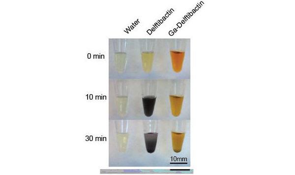 Рис. 5. Осаждение золота чистым дельфтибактином (средний столбец) и комплексом галлий-дельфтибактин (правый столбец). Видно, что если дельфтибактин уже связан с галлием, то восстанавливать золото он уже практически не способен.