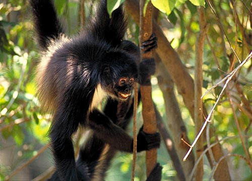 Коата Жоффруа (Ateles geoffroyi) — представитель семейства паукообразных обезьян. Этот обитающий в лесах Центральной Америки вид находится под угрозой вымирания из-за сведения лесов под плантации кофе и какао