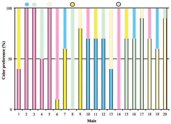 Рис. 4. Выбор самцами лоскутков бумаги разных цветов для достройки гнезда