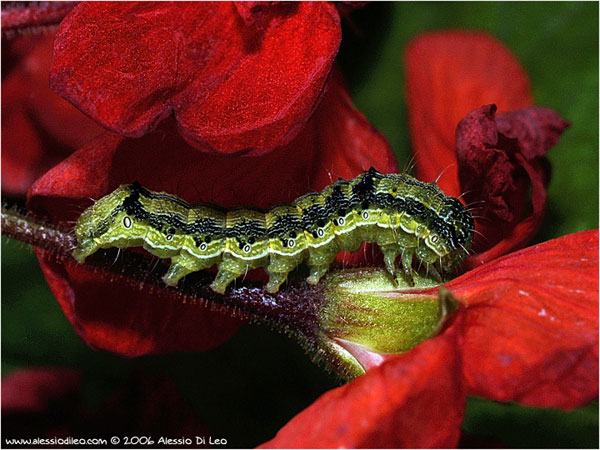 Гусеница хлопковой совки (Helicoverpa armigera). Фото с сайта www.alessiodileo.com
