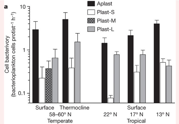 Рис. 1. Потребление бактерий (количество клеток, съеденных за час) одной особью протистов в разных обследованных районах Атлантики. Черные столбики — данные по протистам, лишенным пластид (настоящие гетеротрофные эукариоты, например жгутиковые, специализирующиеся на питании бактериями). Остальные столбики соответствуют потреблению бактерий протистами с пластидами, то есть водорослями. Белые столбики — самые мелкие водоросли, в клеточку — среднего размера, серые — крупные. В левой части гистограммы — данные по умеренным широтам (58-60°с.ш.), в правой — по тропическим районам (отдельно для 22°с.ш., 17°с.ш. и 13°с.ш.). Surface — данные по поверхностным слоям водной толщи, Thermocline — по зоне температурного скачка (термоклина). Рис. из обсуждаемой статьи в Nature