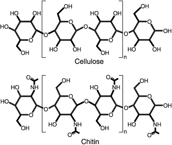 Рис. 1. Структура целлюлозы (вверху) и хитина. Изображение из обсуждаемой статьи в Science