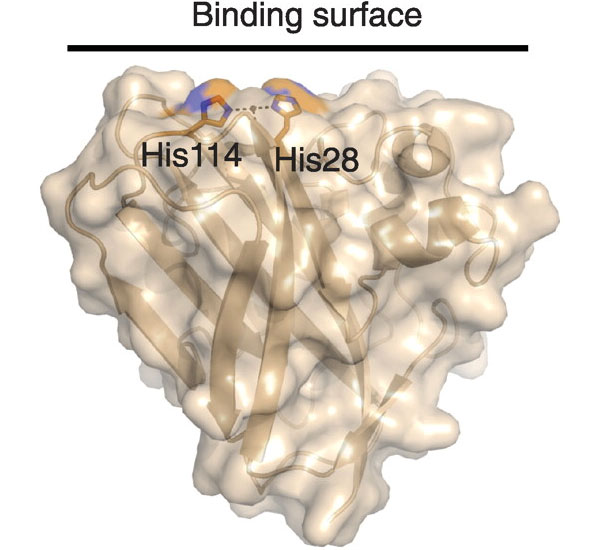 Рис. 2. Структура белка CBP21. Связывающая поверхность (binding surface) у него плоская, поскольку он работает с плоским хитиновым «листом», состоящим из длинных нитей, соединенных между собой водородными связями. Остатки гистидина — His114 и His28 — нужны для связывания иона металла. Изображение из обсуждаемой статьи в Science