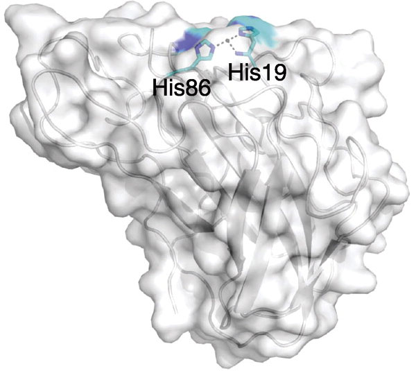 Рис. 3. Структура целлюлозного аналога CBP21 — белка GH61. Гистидины, связывающие катионы металла, расположены сходно с CBP21. Изображение из обсуждаемой статьи в Science