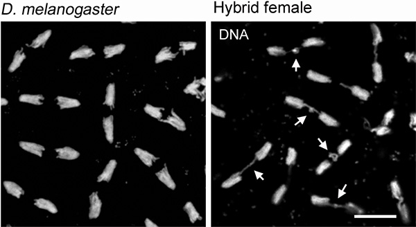 Так выглядит картина расхождения хромосом при делении ядер у нормальных плодовых мушек и у гибридных самцов (слева) и у гибридных самок (справа). Стрелками показаны «отставшие» или неразделившиеся участки хроматина, связанные тонкими нитями. Фото из обсуждаемой статьи Ferree & Barbash в PLoS Biology