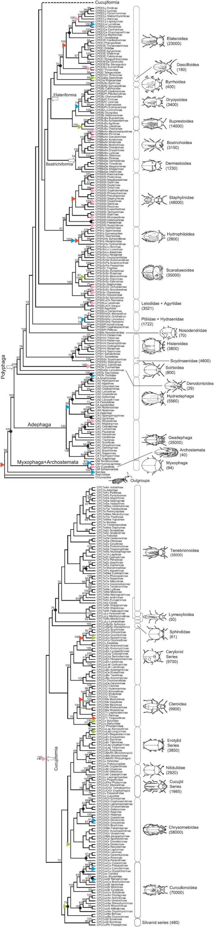 Эволюционное древо жуков (на уровне подсемейств). Цифры у точек ветвления показывают статистическую достоверность узлов. В скобках указано примерное число видов в соответствующих группах жуков. Черными кружками отмечены моменты, когда происходило существенное изменение темпов диверсификации. Цветными треугольниками отмечены моменты, когда происходило изменение образа жизни (синий — переход от наземного образа жизни к водному, зеленый — переход к питанию растительной пищей, красный — к хищничеству, розовый — к питанию грибами). Рис. из обсуждаемой статьи в Science
