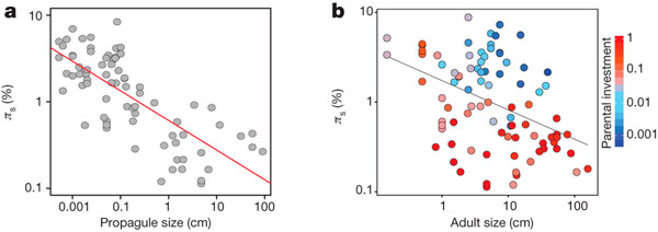 Рис. 2. Размер пропагулы коррелирует с уровнем генетического полиморфизма сильнее, чем размер взрослого животного