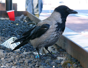 Уничтожая наших соседей по городу, мы нарушим даже то хрупкое равновесие, которое существует, и серых ворон заменят серые крысы (фото с сайта flickr.com)