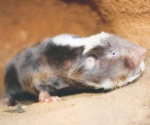 Дамарский землекоп (Cryptomys damarensis). Фото с сайта www.up.ac.za