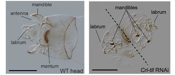 Рис. 2. Нормальная голова личинки Chironomus riparius (слева) и уродливый двухголовый эмбрион, получившийся в результате отключения гена tailless