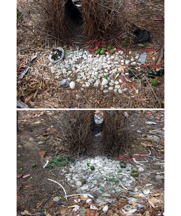 Беседки больших серых шалашников из таунсвилльской популяции в «естественном» состоянии (до экспериментального вмешательства). Большинство красных украшений лежит справа от входа в галерею — вероятно, потому что самцу удобнее их брать оттуда во время ухаживания, чтобы показать самке (см. видеофильмы, ссылки на которые приведены ниже). Фото из обсуждаемой статьи в Behavioral Ecology and Sociobiology