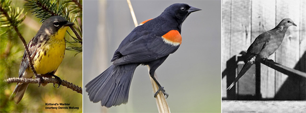 Рис. 2. Три вида птиц, фигурирующие на рис. 1. Все они обитали (а два вида продолжают обитать) в одной местности в северо-восточной части США. Слева: славка Киртлэнда (Dendroica kirtlandii) — крайне малочисленный вид, встречающийся в сосновых лесах на очень ограниченной площади в Мичигане. Общая численность — менее тысячи особей. В середине: краснокрылый трупиал (Agelaius phoeniceus) — довольно обычный, широко-распространенный в Северной Америке вид. Справа: странствующий голубь (Ectopistes migratorius), когда-то бывший самым многочисленным видом птиц в той же местности. Общая численность странствующих голубей в природе оценивалась в несколько миллиардов, но последний голубь умер в зоопарке в 1914 году. Приведена фотография птицы, снятой в неволе в начале ХХ века. Фотографии с сайтов www.uwgb.edu, www.kiroastro.com и www.geocities.com
