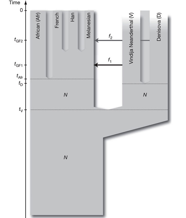 Наиболее вероятная реконструкция популяционной истории неандертальцев, денисовцев и сапиенсов. Рисунок из обсуждаемой статьи в Nature