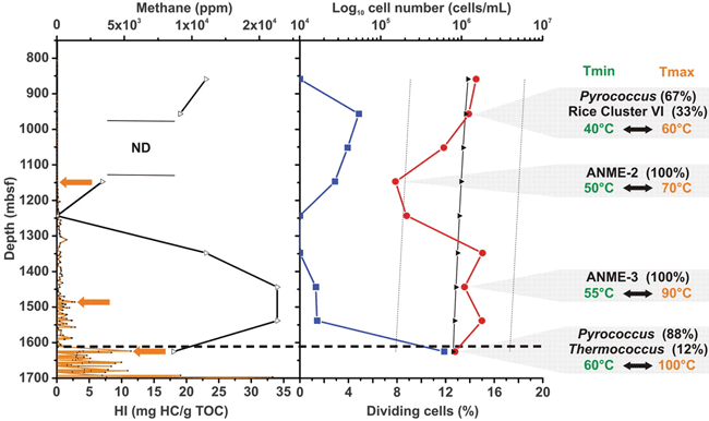 По вертикальной оси — глубина (в метрах под поверхностью морского дна). Черными точками и оранжевыми линиями показана концентрация метана в пробах. Треугольники и сплошная черная линия отражают отношение массы углеводородов к общей массе органического углерода. Синяя линия — процент делящихся клеток. Красная линия — число клеток на куб. см. Горизонтальной пунктирной линией показано положение вулканического прослоя, не позволяющего углеводородам просачиваться наверх. Справа указаны преобладающие разновидности архебактерий (ANME — археи, осуществляющие анаэробное окисление метана), а также минимальные и максимальные температуры для четырех проб. Рис. из обсуждаемой статьи в Science