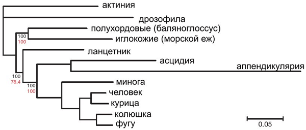 По всей видимости, это окончательное (то есть правильное) эволюционное древо вторичноротых, основанное на аминокислотных последовательностях 1090 белков. Актиния и дрозофила использованы в качестве внешних групп. Относительная длина ветвей отражает количество аминокислотных замен, произошедших в данной эволюционной линии. Рис. из обсуждаемой статьи в Nature