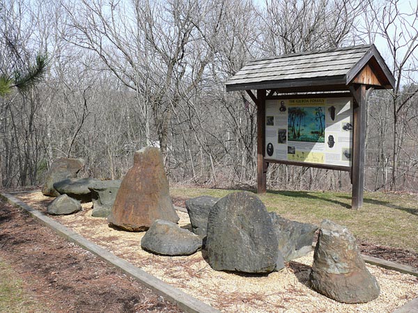 Окаменелые остатки деревьев из Гилбоа в музее под открытым небом