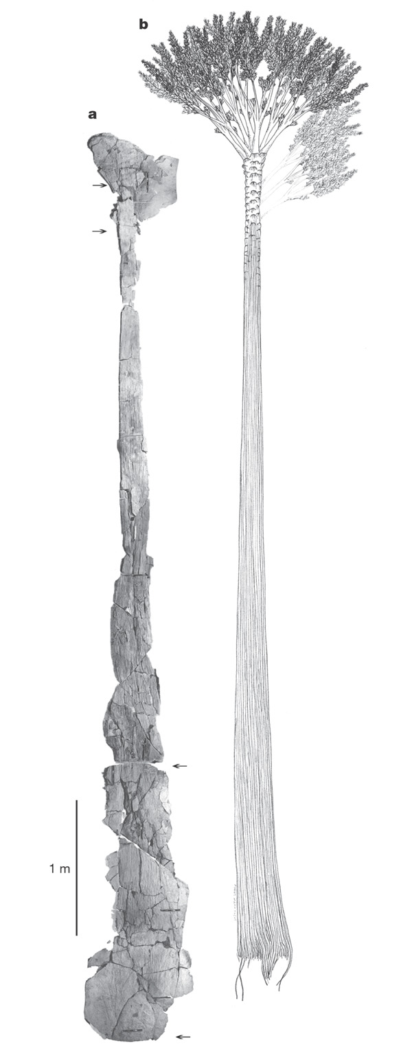 Общий облик самого старого известного нам дерева