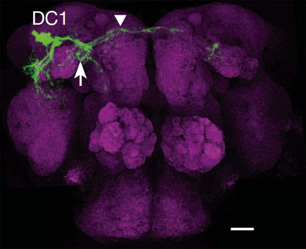 Мозг самца дрозофилы. Зеленым цветом выделены нейроны DC1, которых нет у самок. Стрелкой и треугольником отмечены скопления отростков нейронов (нейропили), также отсутствующие у самок. Длина масштабной линейки 20 мкм. Изображение из обсуждаемой статьи в Nature