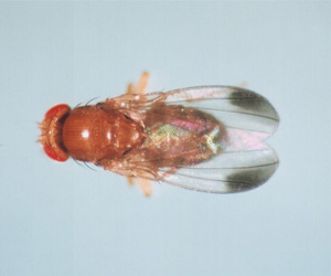 В ходе эволюции пятна на крыльях дрозофилы несколько раз утрачивались и появлялись вновь — в зависимости от характера экспрессии многофункционального гена yellow (фото с сайта kyotofly.kit.jp)