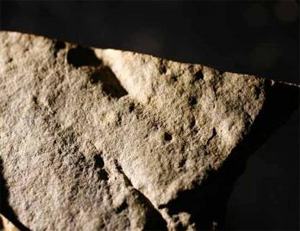 На этом образце возрастом 570 млн лет видны следы ножек неизвестного животного, которое уже могло бегать по дну, а не ползать. Эти крошечные следы (два параллельных ряда темных точек) не смылись водой, потому что были оставлены на поверхности бактериального мата, который склеивал микрочастицы грунта. Фото с сайта www.eurekalert.org