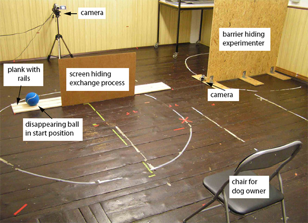 Схема эксперимента. Не показаны еще три камеры, расположенные в трех углах комнаты. Изображение из дополнительных материалов к обсуждаемой статье в Biology Letters