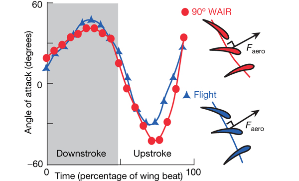 Динамика изменения угла атаки крыла кеклика при полете (синяя линия) и беге вверх по склону, в данном случае вертикальному (красная линия). Downstroke — движение крыла вниз, upstroke — вверх. По оси абсцисс отложено время в процентах от времени одного движения вниз и одного движения вверх вместе взятых. Иллюстрация из обсуждаемой статьи в Nature