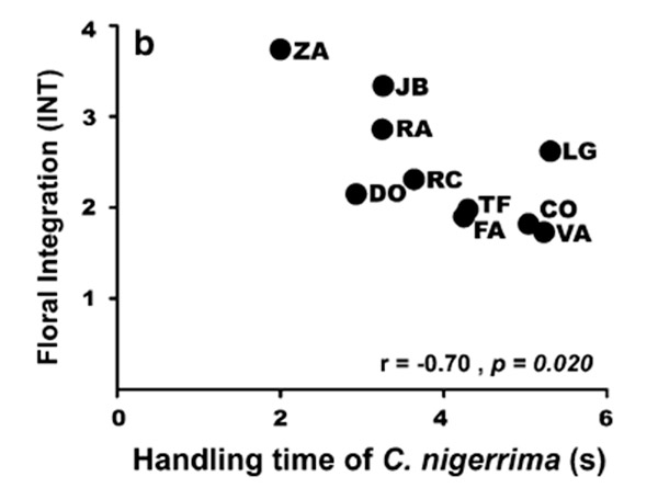 Рис. 3. Зависимость степени фенотипической интеграции цветка альстремерии от времени