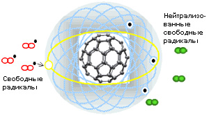Фуллерен способен нейтрализовать множество свободных радикалов, захватывая у них неспаренные электроны на незанятые орбитали своего внешнего электронного облака (изображение с сайта www.csixty.com)